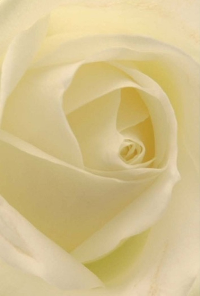 Drawn into the heart of this classic white rose as seen through the creative lens of Ruislip's local floristry, you become absorbed in its layers of velvety petals-soft as clouds, each curve bathed in gentle, natural light. Cream and pale ivory tones mingle with subtle hints of lemon, the delicate hues alternating beautifully under the mellow daylight that spills across spaces like King's College Playing Fields. The elegant spiral at its centre is meticulously formed, speaking of flawless craftsmanship and a devotion to excellence that's become synonymous with arrangements from Flowers Ruislip. Every outer petal appears almost weightless, suggesting both the fleeting nature of beauty and the enduring power of thoughtful gestures. The rose's tranquil presence brings forth emotions of serenity, making it a fitting choice for heartfelt occasions: an apology shared over coffee at the Duck Pond Market, a quiet tribute for remembrance, or a centrepiece for a simple, elegant family gathering. As you take in the subtle gradients and perfectly arranged layers, there is a lingering sense that the bloom itself radiates a calm energy-its scent nearly carried on a gentle breeze, infusing the room with comfort and grace. Such artistry not only celebrates the inherent beauty of the rose, but also the character and warmth of the Ruislip community.